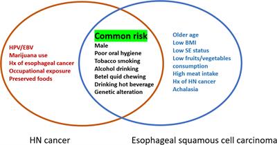 Endoscopic Screening for Second Primary Tumors of the Esophagus Among Head and Neck Cancer Patients